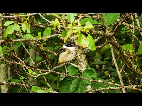 Sacred Kingfisher / Kotare with Call - New Zealand Birds, Kapiti