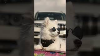 Download lagu Hero No -1 #cute #funny #pets #puppy #love #lifeisbutadream mp3 Download lagu Hero No -1 #cute #funny #pets #puppy #love #lifeisbutadream mp3