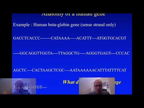 Lecture 3.2.2 Gene anatomy