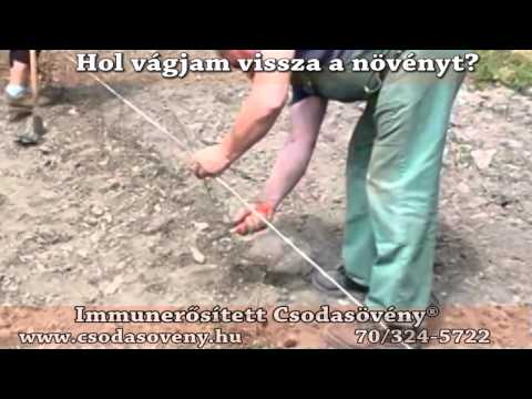 GyIK 42 - Hol kell vágnom a Csodasövény®-t hogy aztán bokros jól takaró legyen?