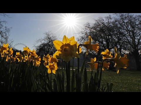 Millions of daffodils left unpicked in England because of post-Brexit migrant worker rules
