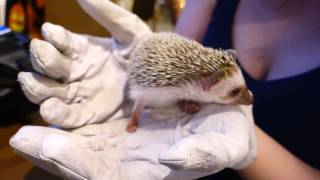 Harry cafe | Hedgehog Cafe in Roppongi!