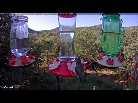 Brilliant Male Anna's Hummingbird Sits Front And Center In West Texas – Oct. 5, 2020