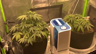 My First Grow! Weeks 5-8 - ROOT APHIDS how to treat them naturally - growing cannabis / weed at home