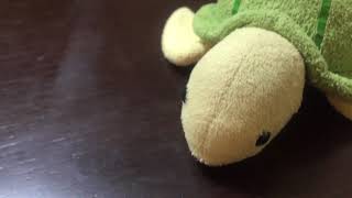 動物パーク 新メンバー紹介！〔守宮・蛾〕