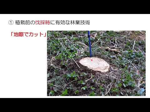 動画のサムネイル