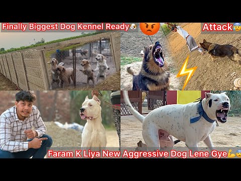 Finally Apne New Dog Farm Ka Kam Complete Hogya🐶Fast Mistre🔥Guarding K Liya Aggressive Dogs Lene Gye