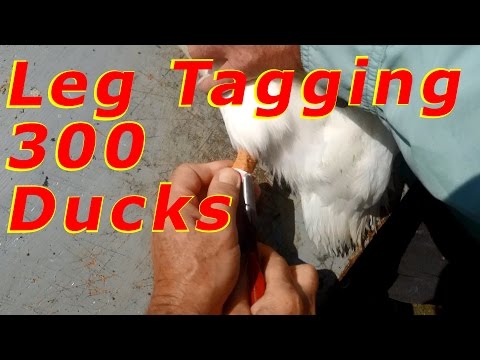 Huge Work Day Leg Tagging 300+ Ducks #8 Raising Free Range Ducks