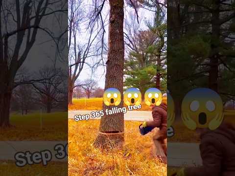 Fall tree step 365 chainsaw! #tree #fall #treefelling #woodworking #shortsfeed #shorts #treeworks
