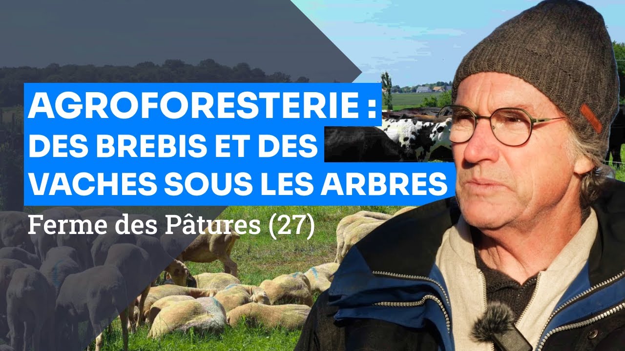 Agroforesterie et élevage ovin-bovin, visite de la ferme des Pâtures (27)