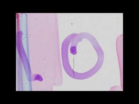 16mm countdown (old)