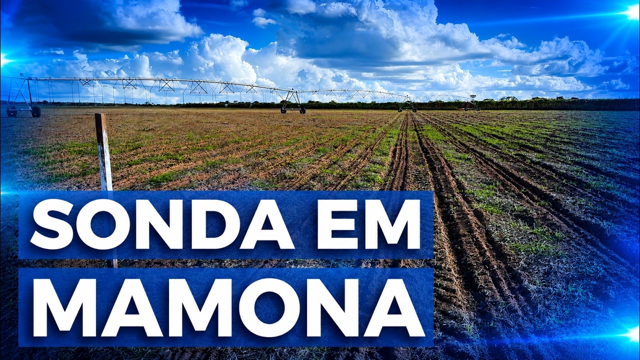 VAMOS MONITORAR MAMONA IRRIGADA NO OESTE DA BAHIA