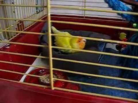 Het nieuwe vogeltje (1/2)