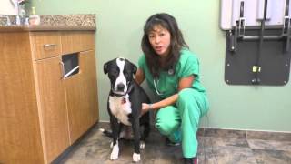 Warning Signs: When to Take Your Pet to the ER