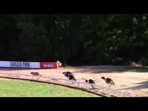 Race 8  Czech Derby Trial Stakes - OR 485m