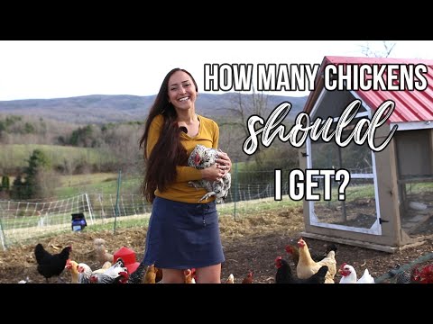 How Many Chickens SHOULD You Get? How to Figure it Out!