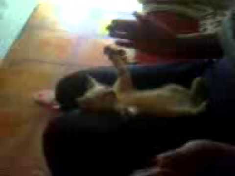 Brincando de adoleta.