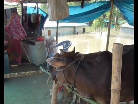 বন্যা পরিস্থিতির উন্নতি হলেও পশু খাদ্যের সংকট প্রকট