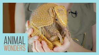 Mee and Greet - Gaia the 3 Banded Armadillo! by Animal Wonders