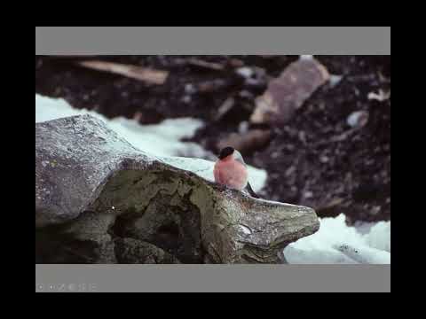 Migrant and Vagrant Traps of North America with Paul Lehman