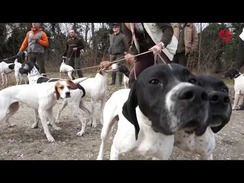Prove ENCI per Cani da Ferma - Trofeo Fausto Cavalli 2018