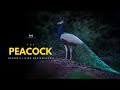 The Peacock - Nature's Living Masterpieces! – [Hindi] – Infinity Stream
