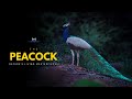 The Peacock Nature S Living Masterpieces Hindi Infinity Stream