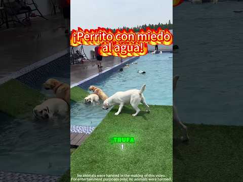 El perrito quiere nadar mucho, pero no se atreve a entrar al agua, ¿qué hacemos 🐶🏊😅