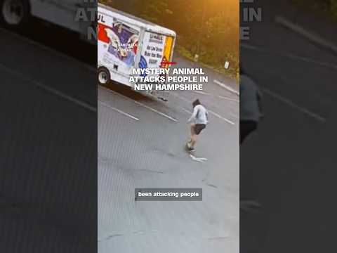 Mystery animal attacks people in New Hampshire