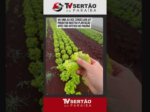 Alface congelada: produtor do Paraná mostra impacto do frio intenso em lavoura orgânica