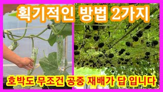 호박심는 획기적인방법 2가지 무조건 공중 재배가 답 입니다미니밤단호박,보우짱 애호박(마디호박) 심는방법,키우…