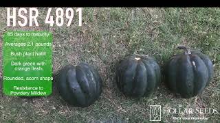 Acorn Type Squash