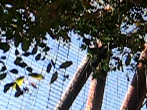 Crested Gibbons call