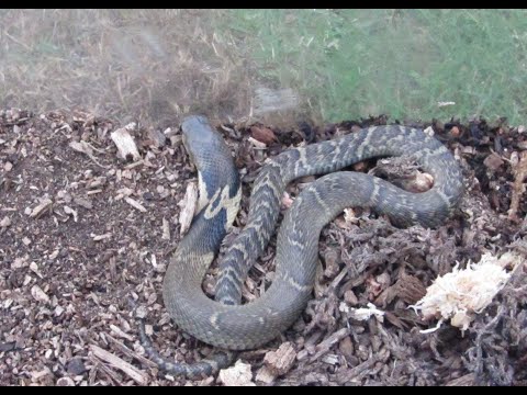 家裡出現眼鏡蛇