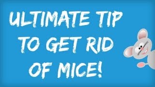 How to Get Rid of Mice in Your House  | Amazing Tips for Getting Rid of Mice Naturally | Rodents