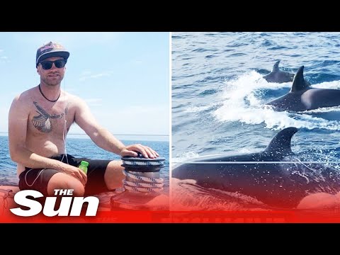 30 killer whales attack yacht leaving Brit crew fearing for their lives