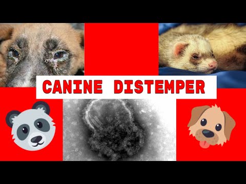 Canine Distemper Virus in dogs, symptoms, vaccine, and even ferrets!