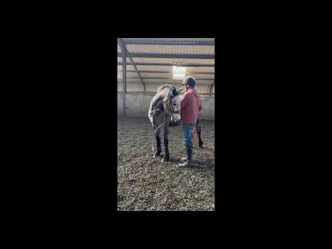 Connemara pony - Image 2