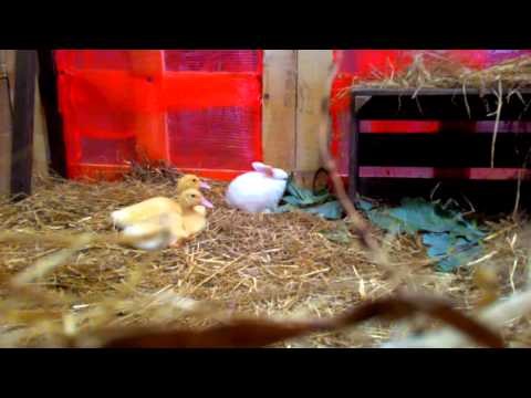 Força Jovem Torneio de Sueca 2015