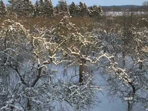 WBF - Der Apfelbaum (Trailer)