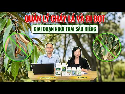QUẢN LÝ CHÁY LÁ & ĐI ĐỌT GIAI ĐOẠN NUÔI TRÁI SẦU RIÊNG