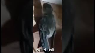 Download lagu asli suara walet lagi birahi mp3