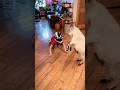 Goat Head Butt Funny Goat Helmet Shorts Ouch Goodhumor