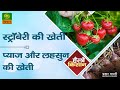 हैलो किसान स्ट्रॉबेरी की खेती प्याज औ�