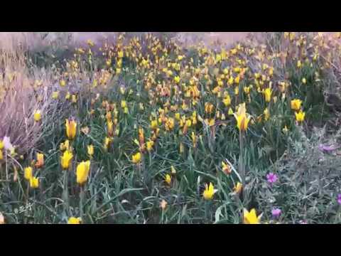 download lagu mp3 mp4 Geranium Transversale, download lagu Geranium Transversale gratis, unduh video klip Geranium Transversale
