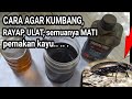 HOW TO DESTROY BEETLES TERMITES CATERNATS AND WOOD EATERS USE THIS METHOD