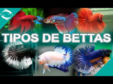 TYPES OF BETTAS - All varieties of betta fish - By Fin and Color - Lima, Peru