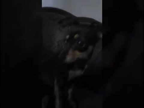 Sacha. Y. Ton. Y Emily. Primos. Para. Siempre