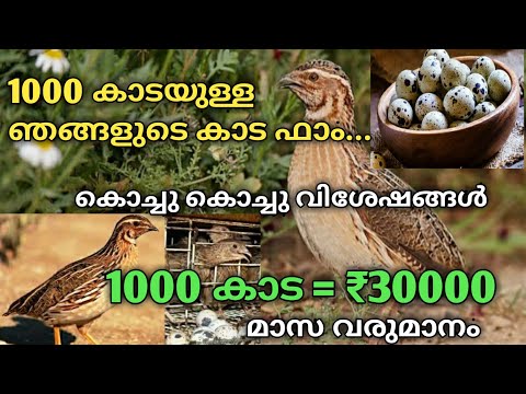 കാട വളർത്തൽ | Kaada valarthal | 1000 കാടയുള്ള ഞങ്ങളുടെ ഫാമും വിശേഷങ്ങളും | Quail Farming | Kohrsolin
