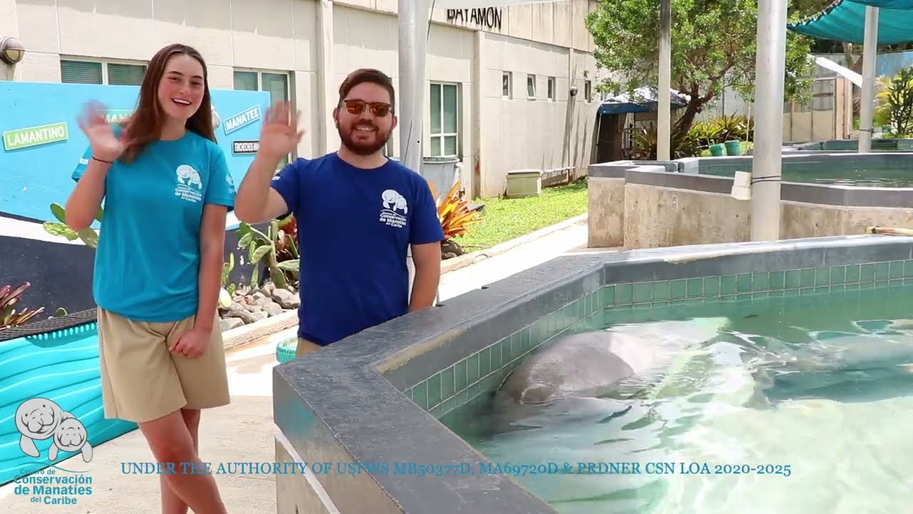 Get to know a little bit more about the Caribbean Manatee Conservation Center Video facade placeholder